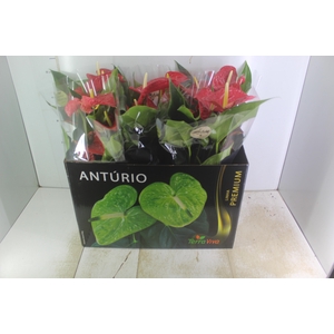 ANTHURIUM MICHIGAN P17 PREMIUM