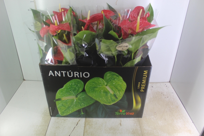 <h4>ANTHURIUM MICHIGAN P17 PREMIUM</h4>