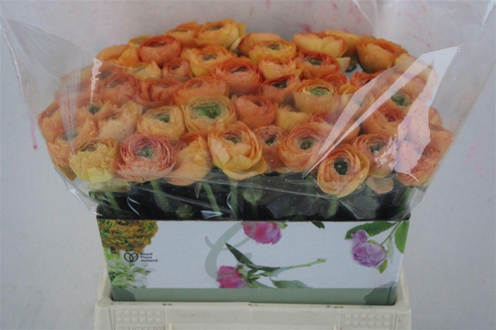 <h4>Ran Cloni 1 Honey</h4>