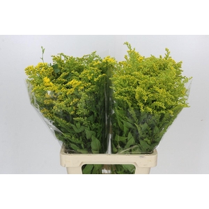 Solidago Golden Glory