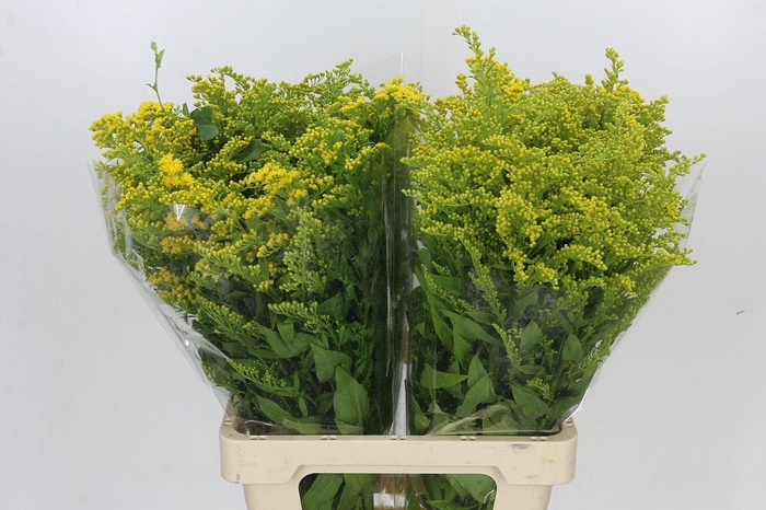 <h4>Solidago Golden Glory</h4>