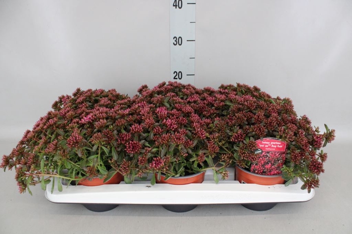 <h4>Sedum spurium 'Spot on deep Rose'</h4>