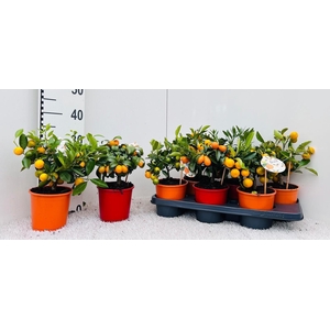 Citrus Mix 2+ Var. medi-bush