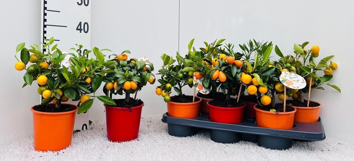 <h4>Citrus Mix 2+ Var. medi-bush</h4>