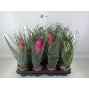 Tillandsia cyanea