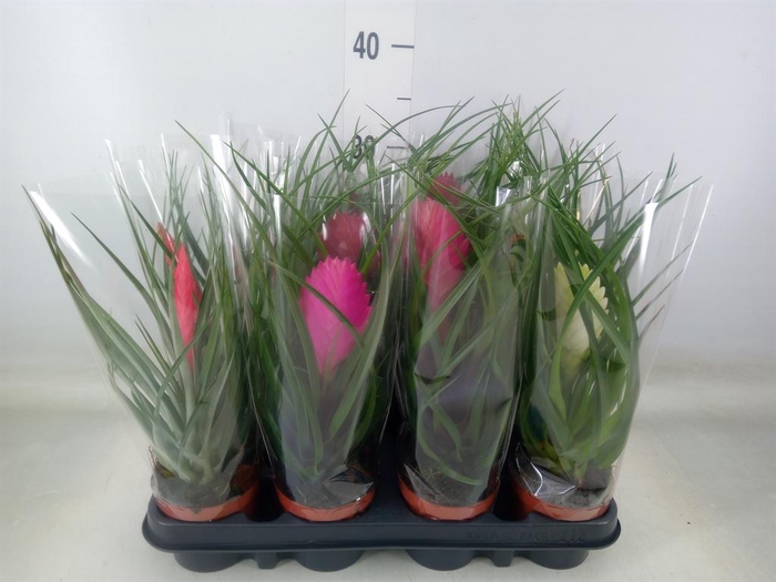 <h4>Tillandsia cyanea</h4>