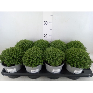 Thymus vulgaris 'Compactus'