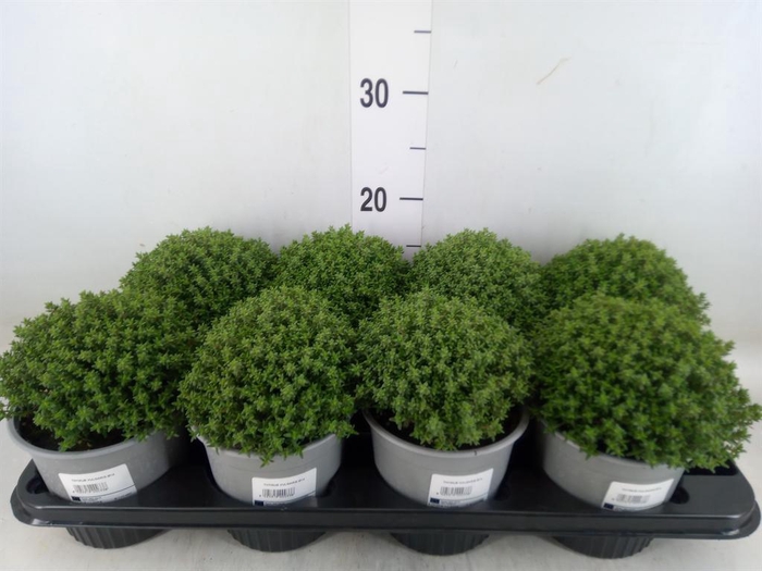 <h4>Thymus vulgaris 'Compactus'</h4>