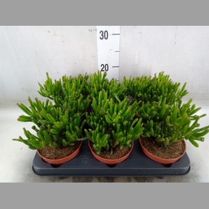 Crassula ovata 'Trompet'