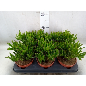 Crassula ovata 'Trompet'