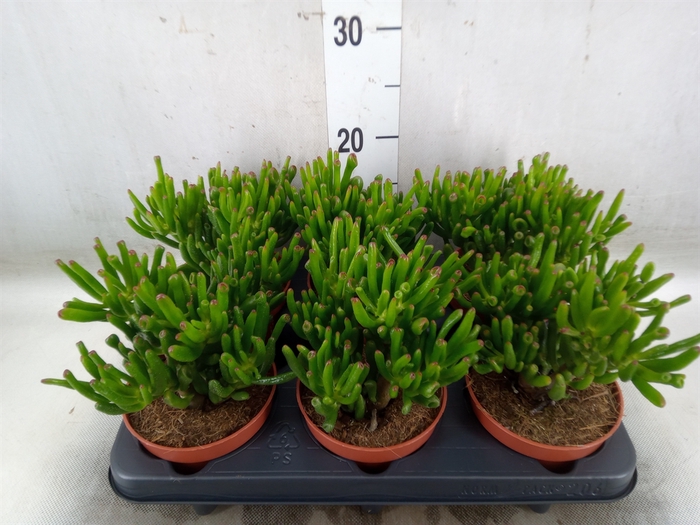 <h4>Crassula ovata 'Trompet'</h4>