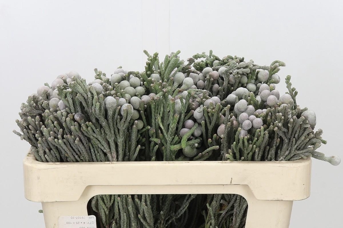 <h4>Kaaps Groen Silver Brunia</h4>