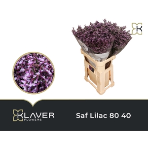 Lim Saf Lilac 80 40