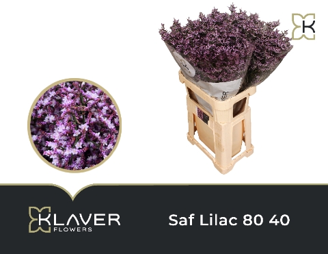 Lim Saf Lilac 80 40