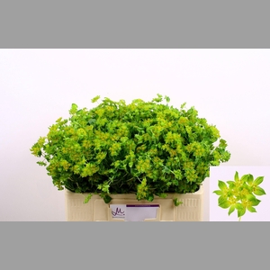 BUPLEURUM ROTUNDIFOL