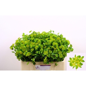 BUPLEURUM ROTUNDIFOL