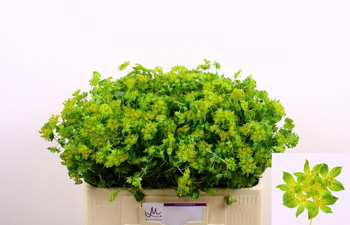 <h4>BUPLEURUM ROTUNDIFOL</h4>