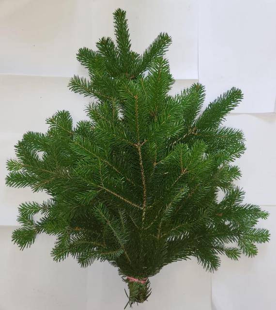 <h4>ABIES NORDMAN BUND</h4>