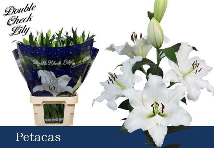 <h4>Li Or Petacas 2+ Double Check</h4>