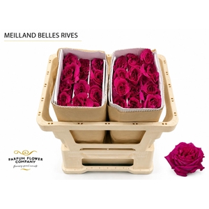 Rosa Meilland Belles Rives