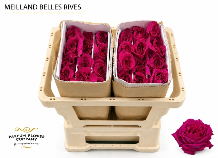<h4>Rosa Meilland Belles Rives</h4>