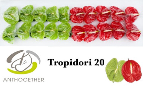 <h4>Anthurium Tropidori</h4>