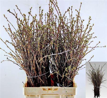 <h4>T Kersenbloesem P Bos 75cm N.l.</h4>