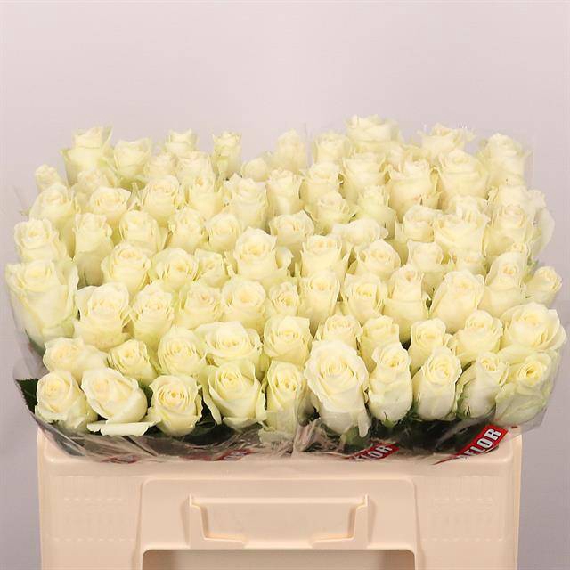 <h4>Rosa large albatros</h4>