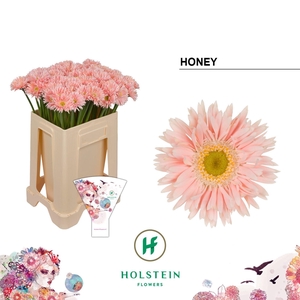 GERBERA MIS 'GERSPIDER HONEY'