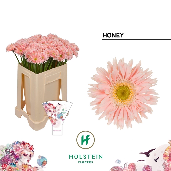 <h4>GERBERA MIS 'GERSPIDER HONEY'</h4>