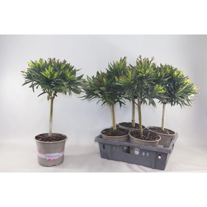 Nerium oleander