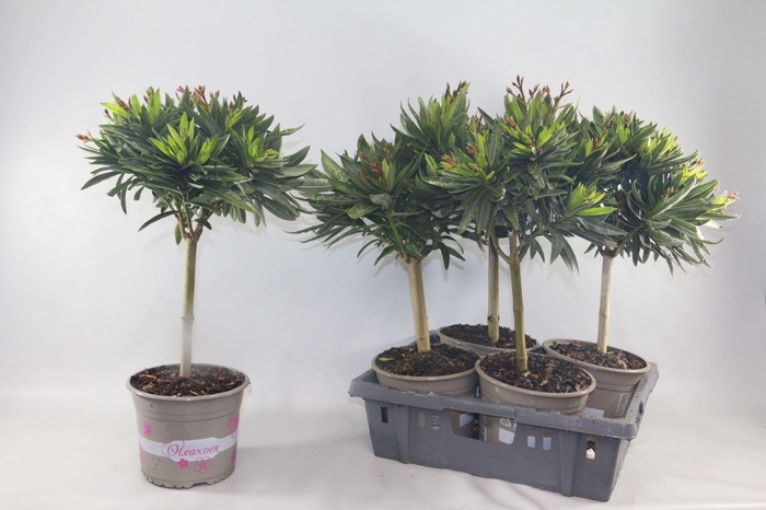<h4>Nerium oleander</h4>