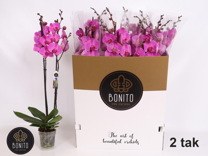 <h4>PHAL OV ROZE</h4>