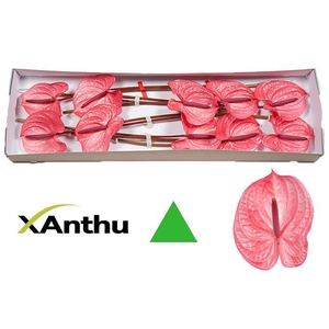 ANTH A CANDY