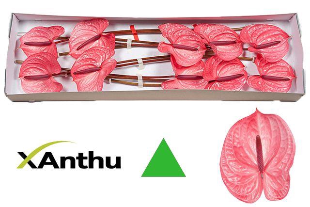 ANTH A CANDY