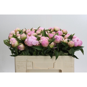 Paeonia Catharina Fontijn