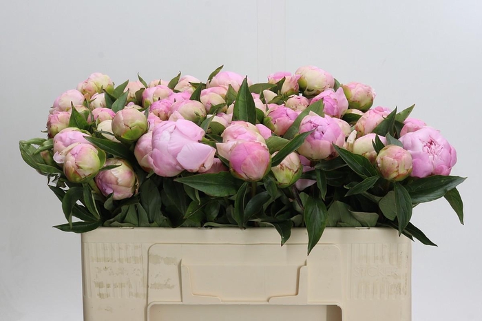 Paeonia Catharina Fontijn