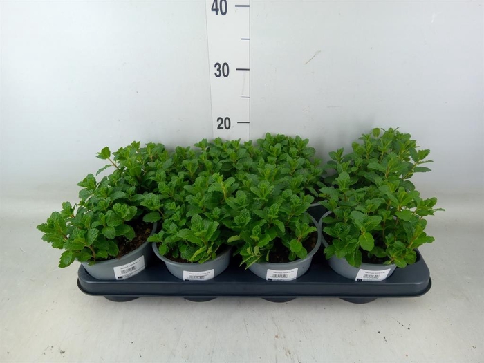 <h4>Mentha piperita</h4>