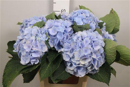 <h4>Hydr M Verena Bl</h4>