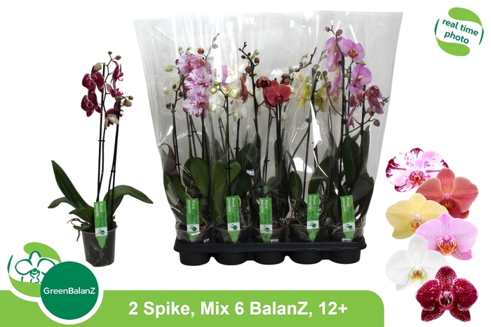 <h4>PHAL GEM 6 KL</h4>