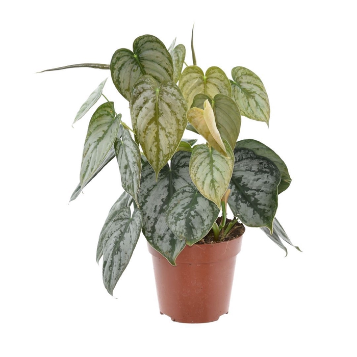 <h4>Philodendron brandtianum</h4>