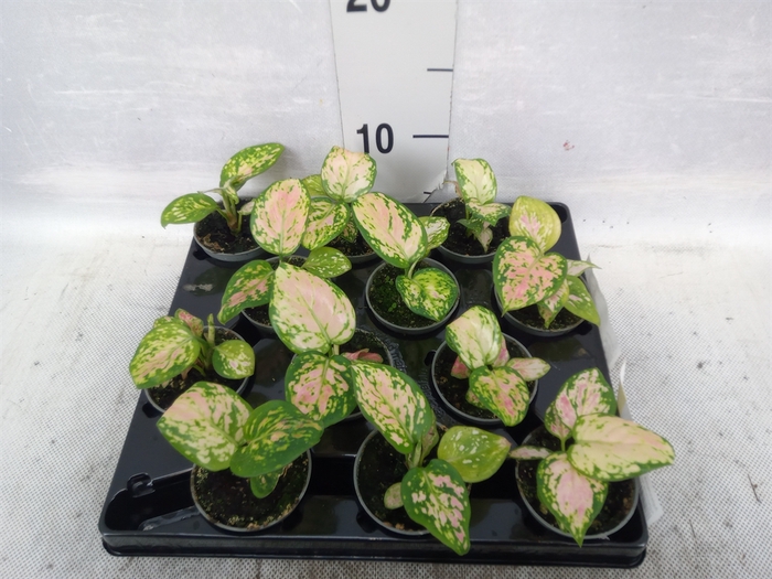 Aglaonema   ...