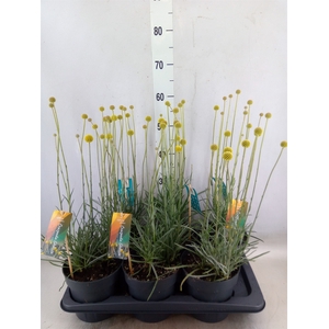 Craspedia globosa 'Golf Beauty'