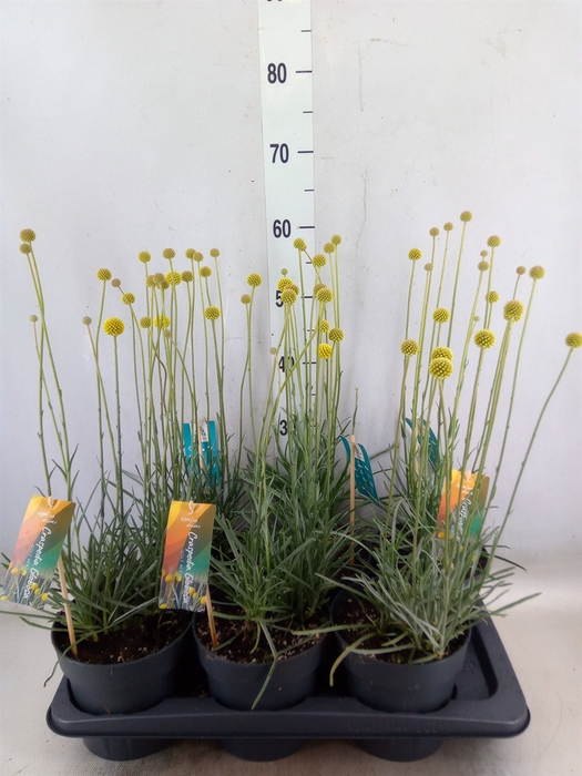 <h4>Craspedia globosa 'Golf Beauty'</h4>