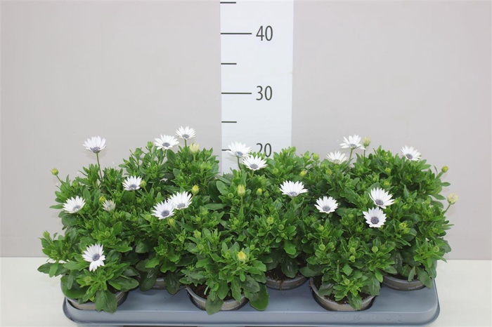 <h4>Osteospermum White</h4>