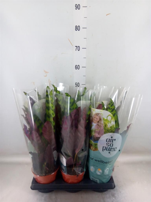 <h4>Calathea lancifolia</h4>