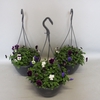 Hangpot 23 cm Viola cornuta mono Divers