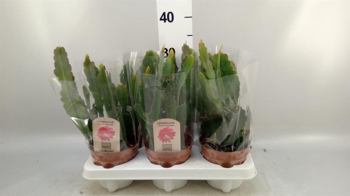 <h4>Epiphyllum   ...</h4>