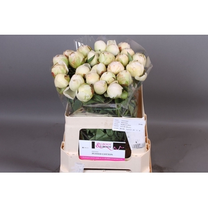 Paeonia Puffed Cotton