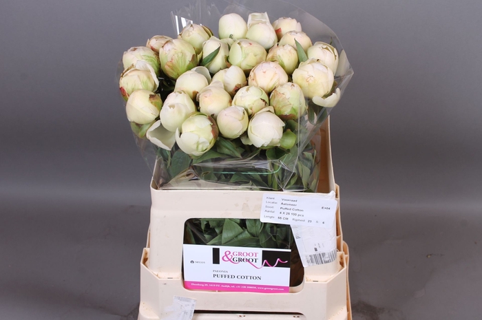 <h4>Paeonia Puffed Cotton</h4>